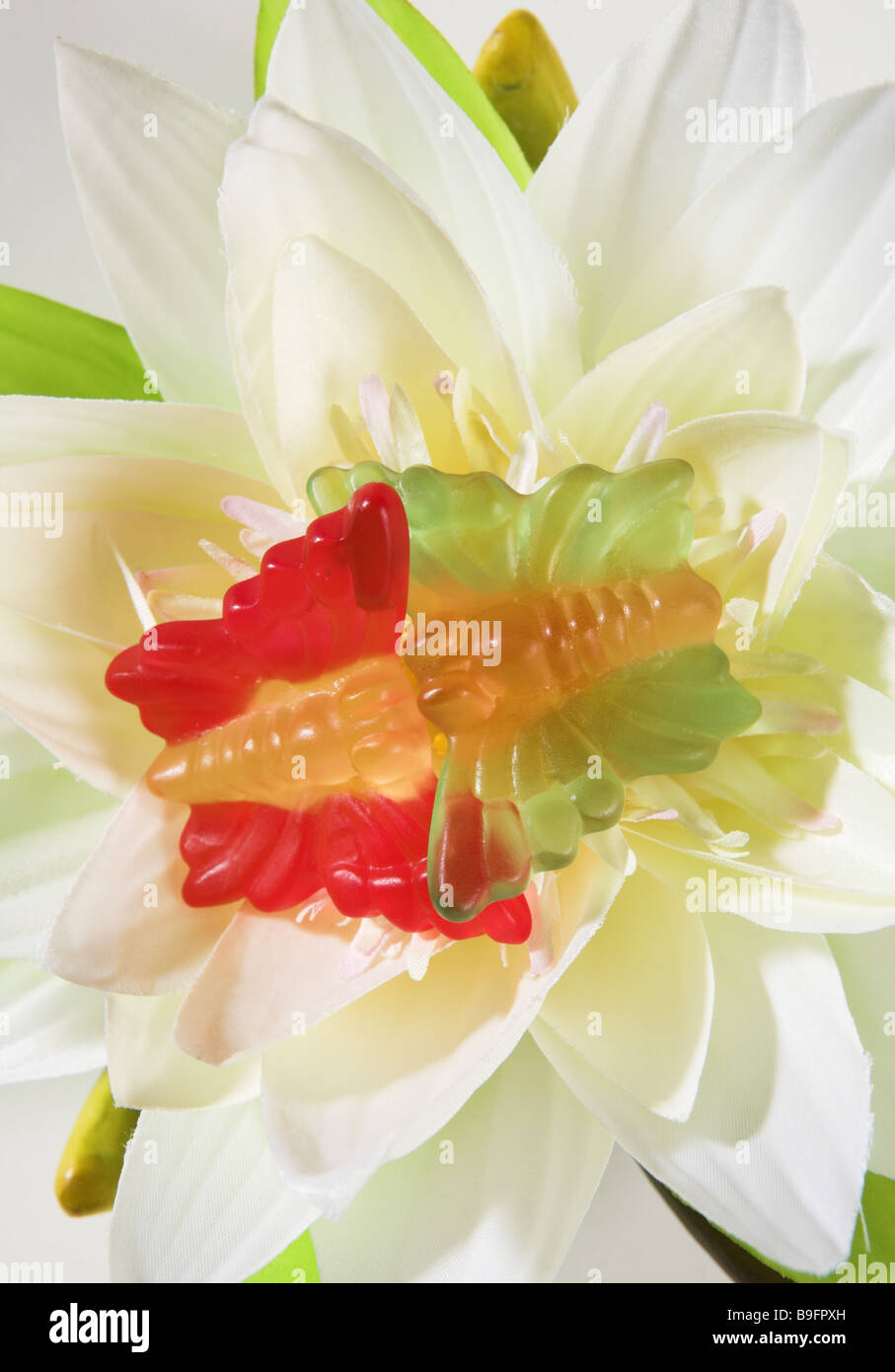 Seide-Blume detail blühenden Obst-Kautschuk-Schmetterlinge-Draufsicht Stockfoto