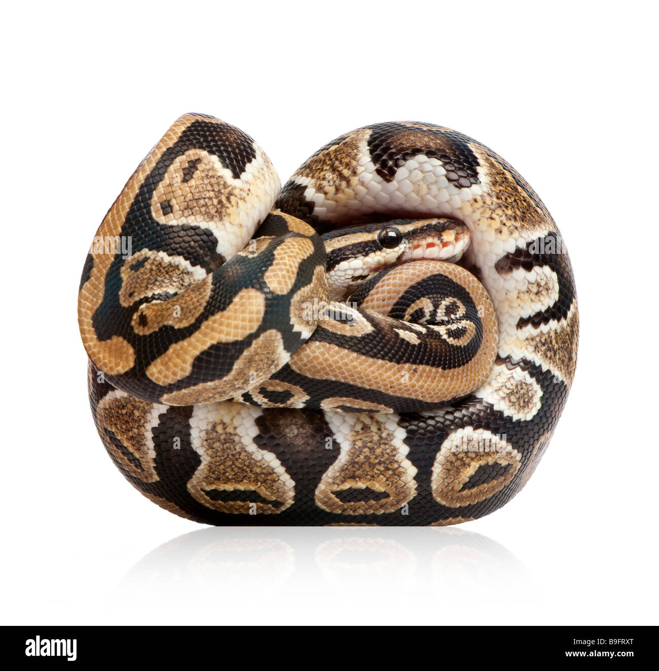 Python regius -Fotos und -Bildmaterial in hoher Auflösung – Alamy