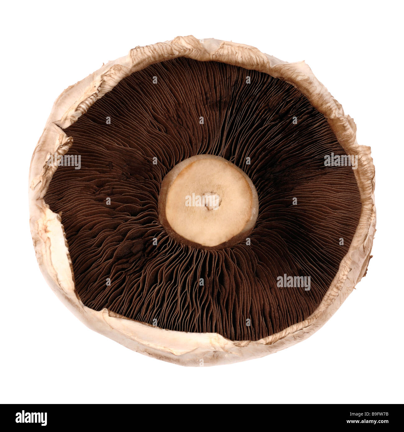 Frühstück-Pilz Stockfoto