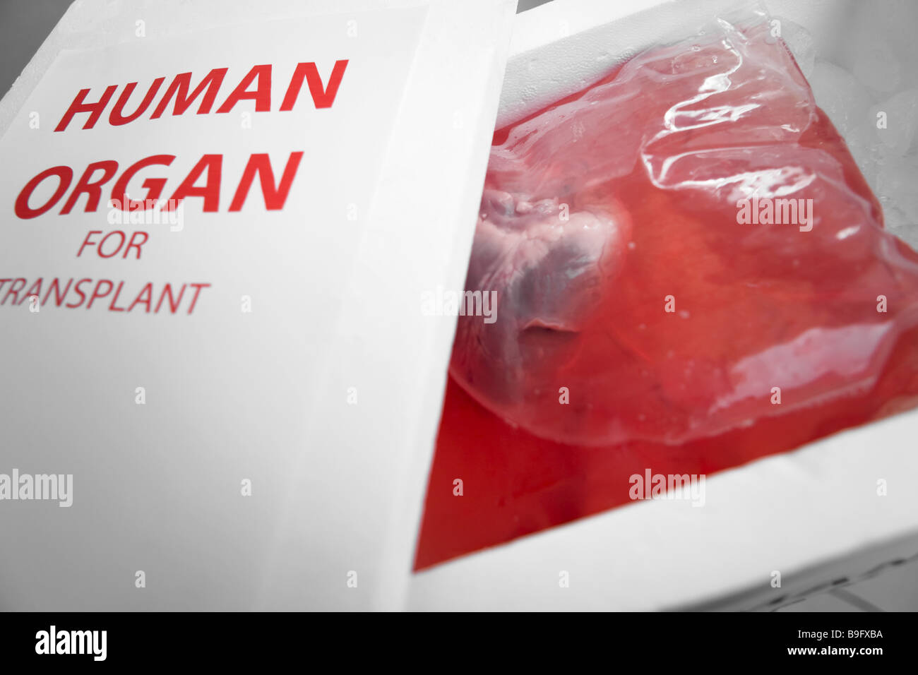Organ Transplantation Gefäße menschliche organ Stockfoto