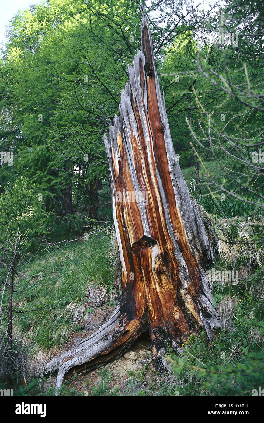 Bergwald Stub Blitzschaden Berge Wald Lärchenwald Lärchen Log Stamm Blitzeinschlag Blitz-Impact symbol Stockfoto