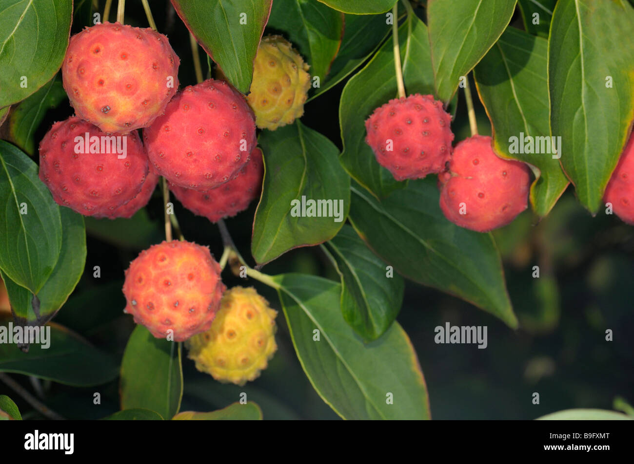 Blühende Hartriegel (Cornus Florida), Sorte: Cherokee Sunset, Reife Früchte auf einem Busch Stockfoto