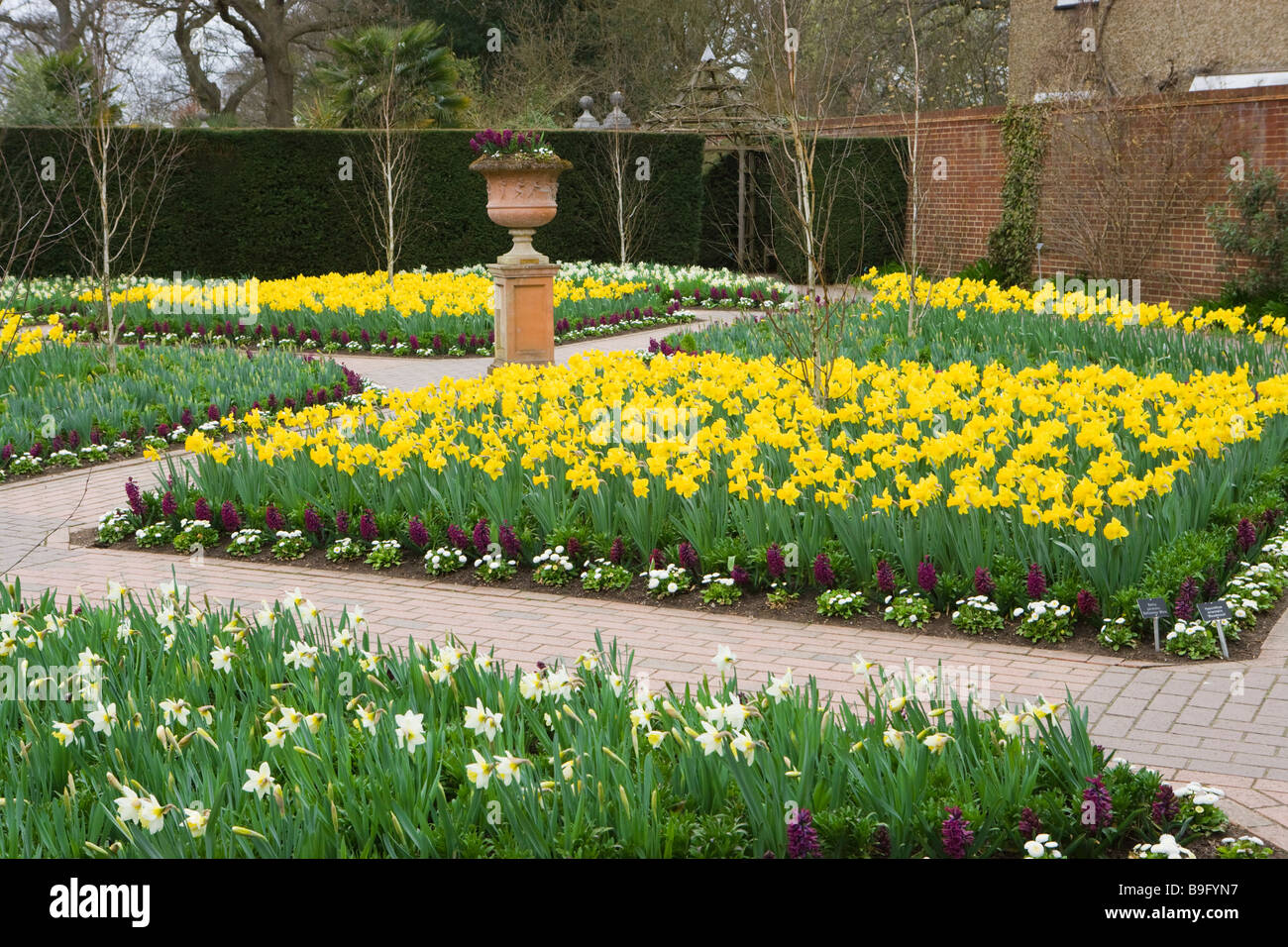 Wisley RHS Garden. Narzissen im ummauerten Garten. Surrey UK Stockfoto