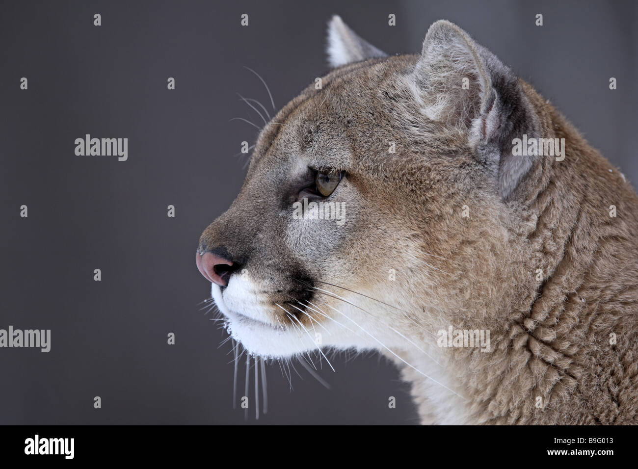 PUMA Profelis Concolor Nahaufnahme angeschnitten Beobachtung Berglöwe  Nahaufnahme Tier Einzelgänger Fell Kanada Kopf Lebensraum Nahaufnahme Natur  Stockfotografie - Alamy