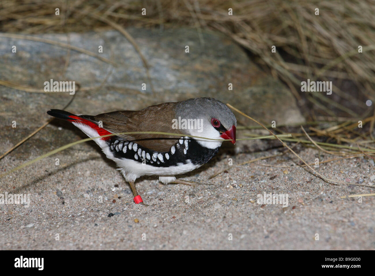 Diamant-Fink Stagonopleura Guttata Sand-Boden Tiere Vogel Spatz Vogel Sing-Vogel Pracht-Fink Sand Ringe Schnabel Rasen-Stiel Stockfoto