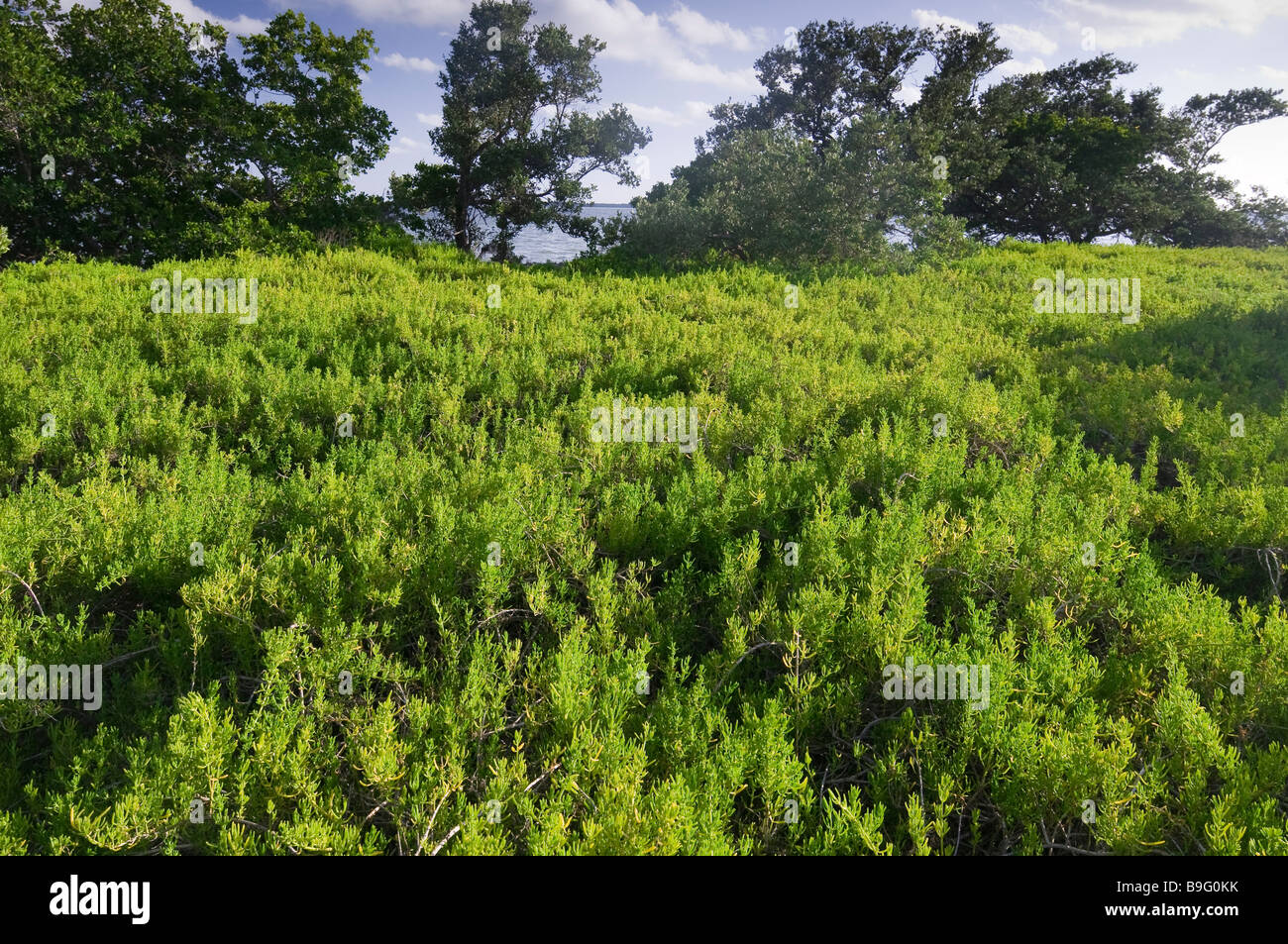 Fleischige rotblättrige Mönchsbart tolerieren salzigen Schlamm erstellt von Hurrikane auf Bradley Key Florida Bay Nationalpark Everglades Florida Stockfoto