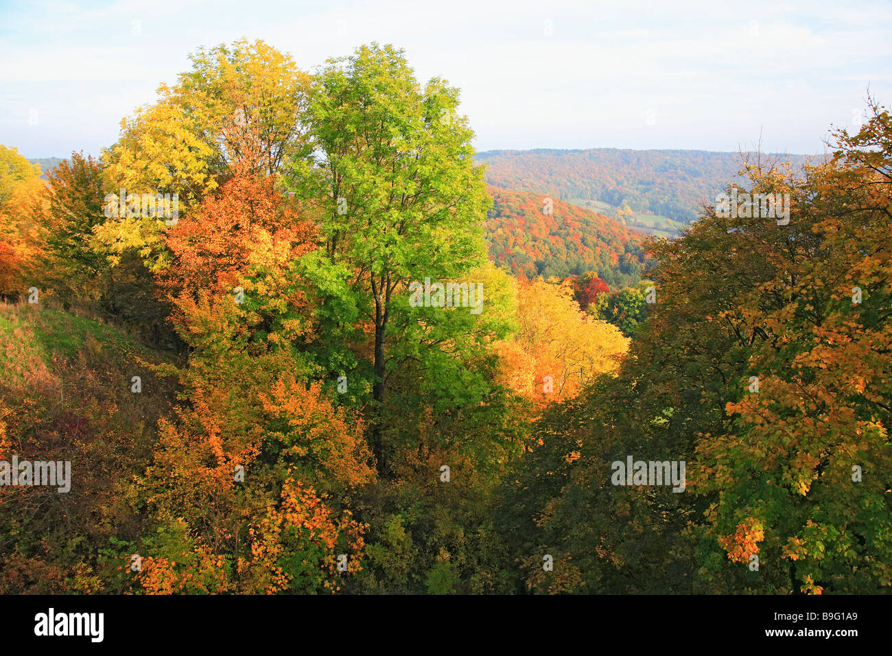 Wald im Herbst Stockfoto