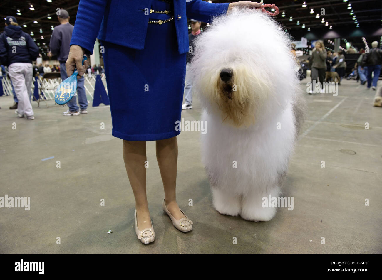 Old English Sheepdog im Detroit Kennel Club Dog Show 2009. Stockfoto