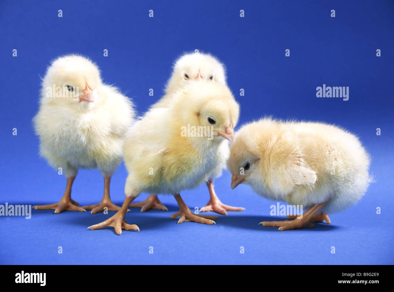 Küken vier Studio Tiere Tier-Kinder nützliche Tiere Geflügel Vögel junge Henne-Küken kleine niedlich zart weich wollig kuschelig Stockfoto