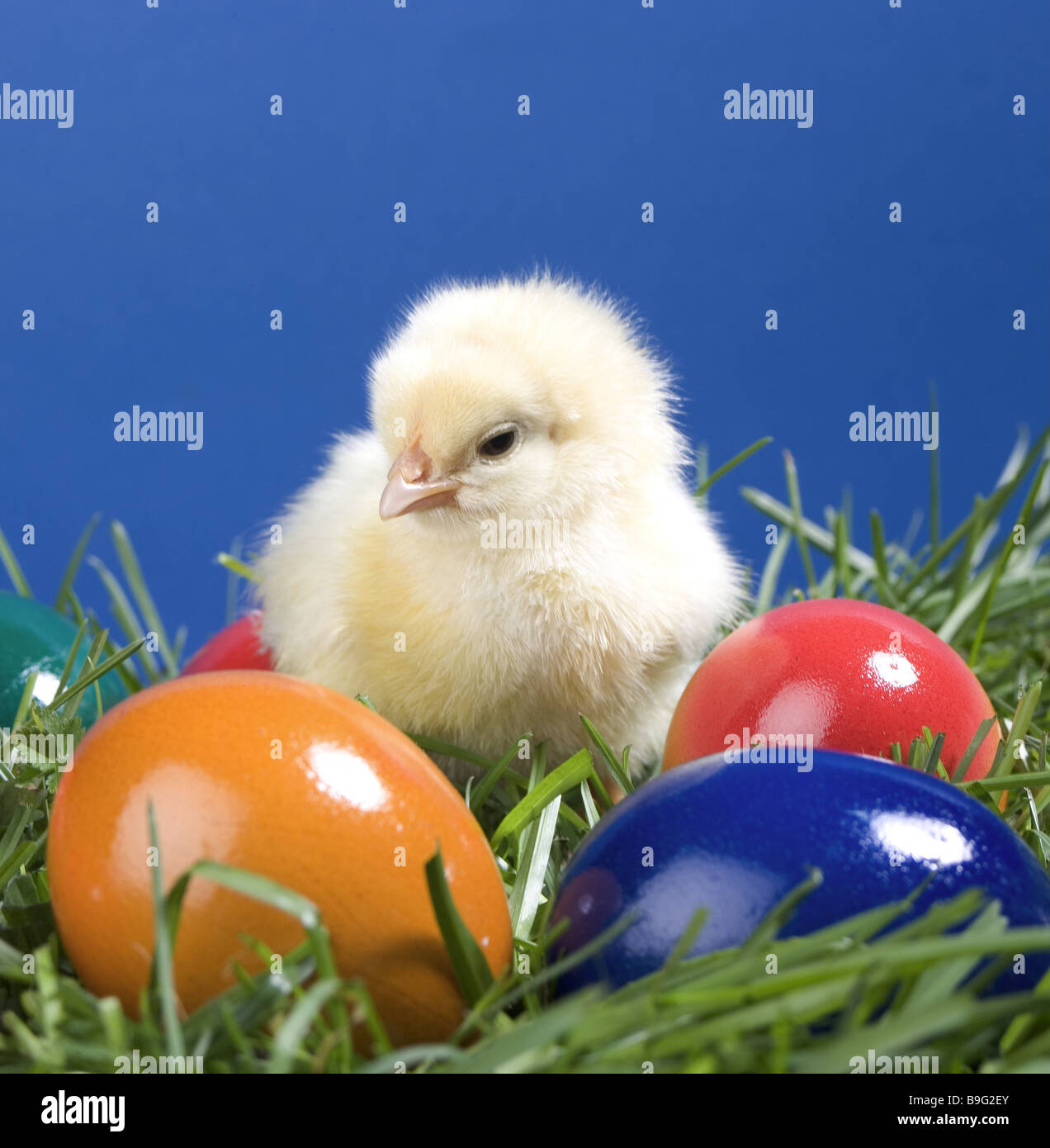Küken Ostern Eiern Studio Tier Tier-Kind nützliche Tier Geflügel Vogel junge Henne-Küken kleine niedlich zart weich wollig Stockfoto