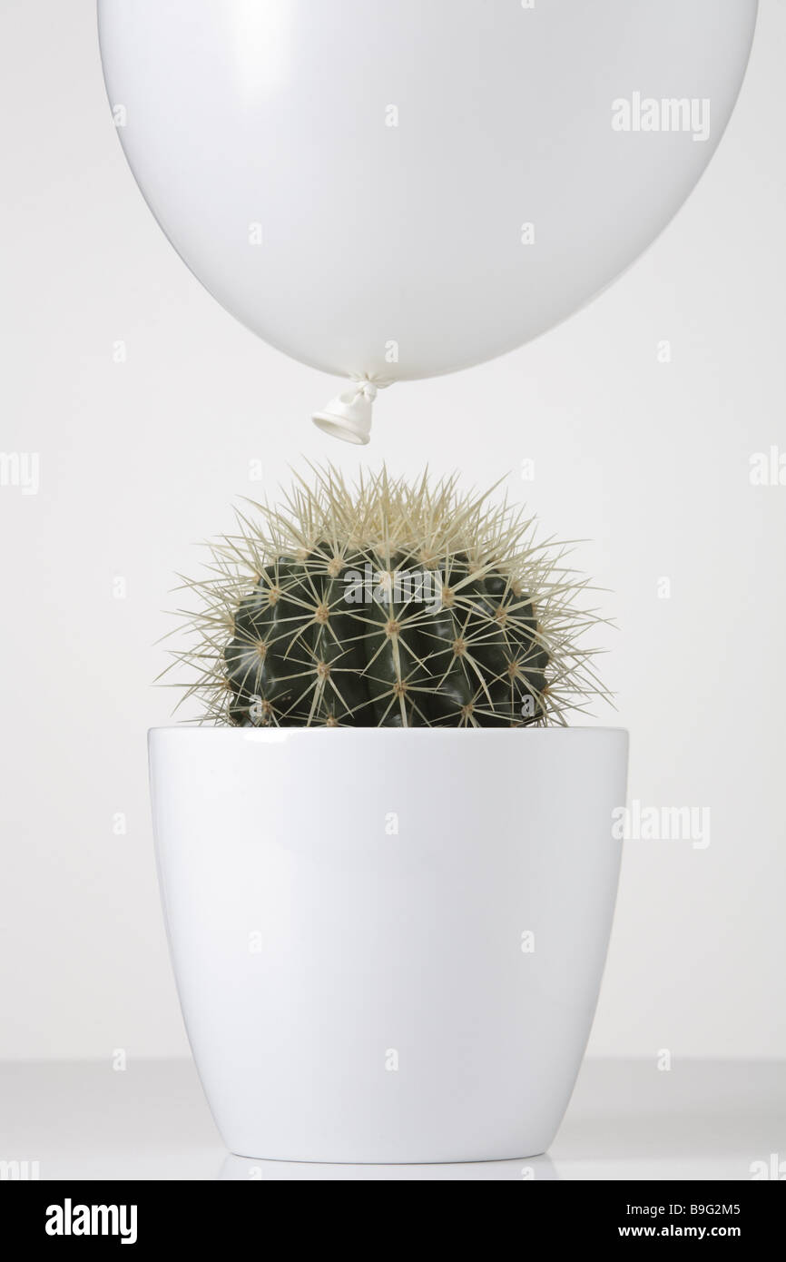 Kaktus Ballon Pflanzer Topfpflanzen-Pflanze Kakteen Dornen stacheligen  Spitzen spitz-y Verteidigung einsetzbaren grnen Ballon weie Runde  Stockfotografie - Alamy