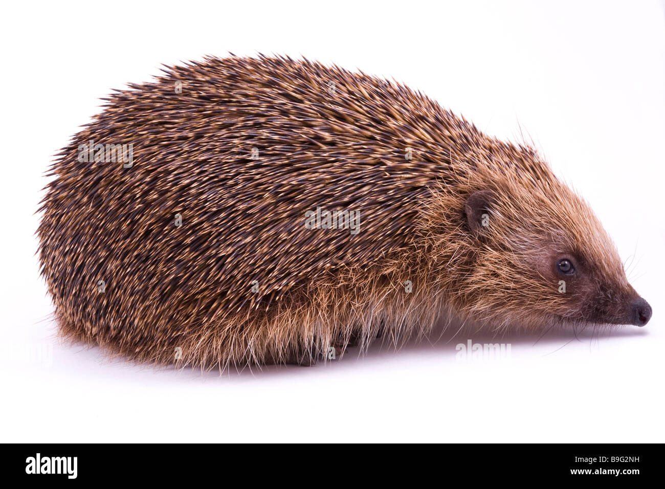 Britische Inseln männliche Igel auf weißem Hintergrund Stockfoto