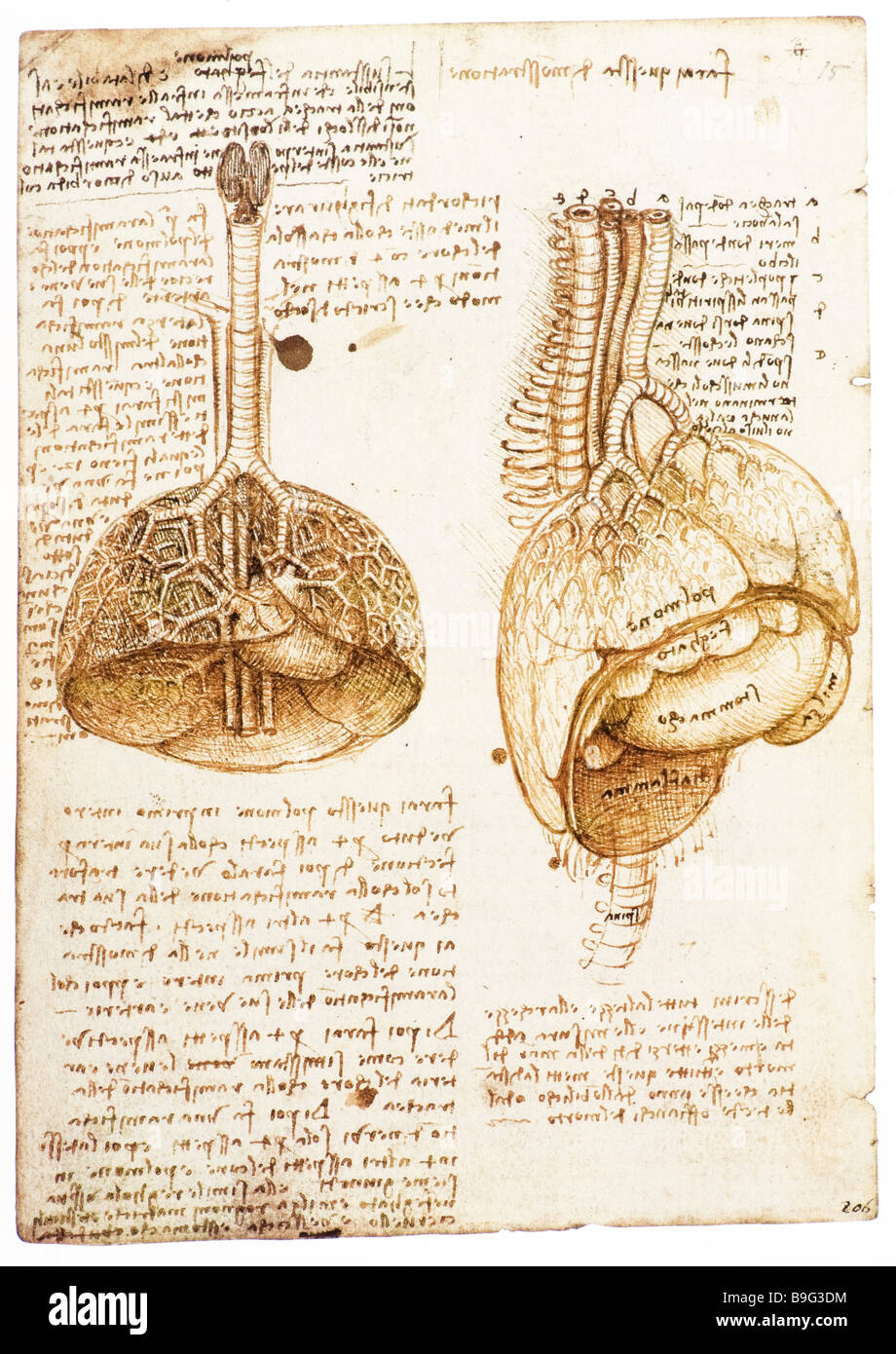 Lunge, Herz, Bauchorgane eines Schweins von Leonardo da Vinci 1508 Stockfoto