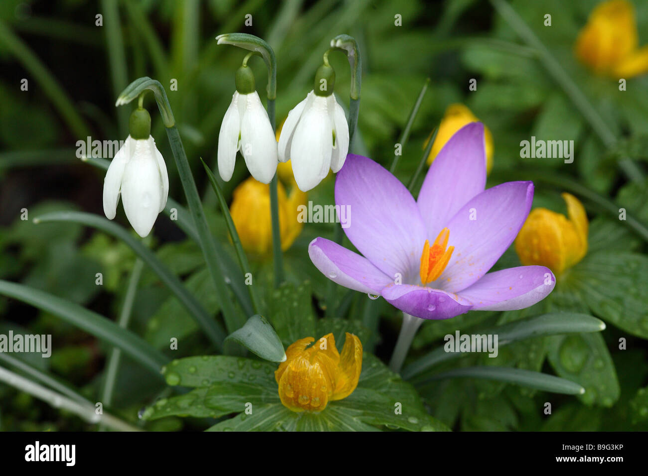 Frühlings-Krokus Winterling Schneeglöckchen Stockfotografie - Alamy