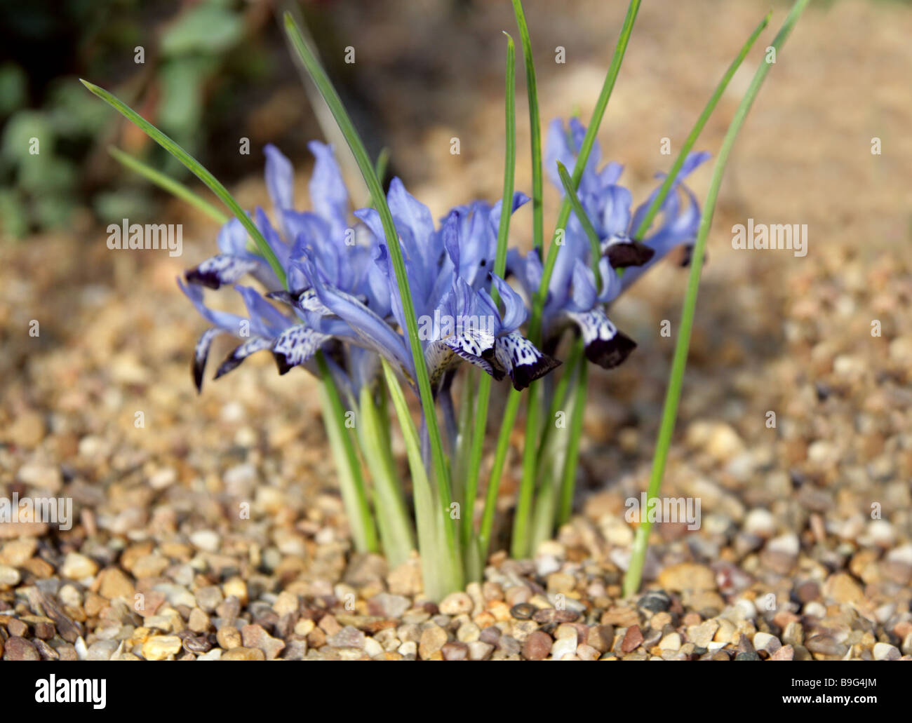 Iris Bakeriana, Iridaceae, Türkei, Irak, Iran, Westasien Stockfoto