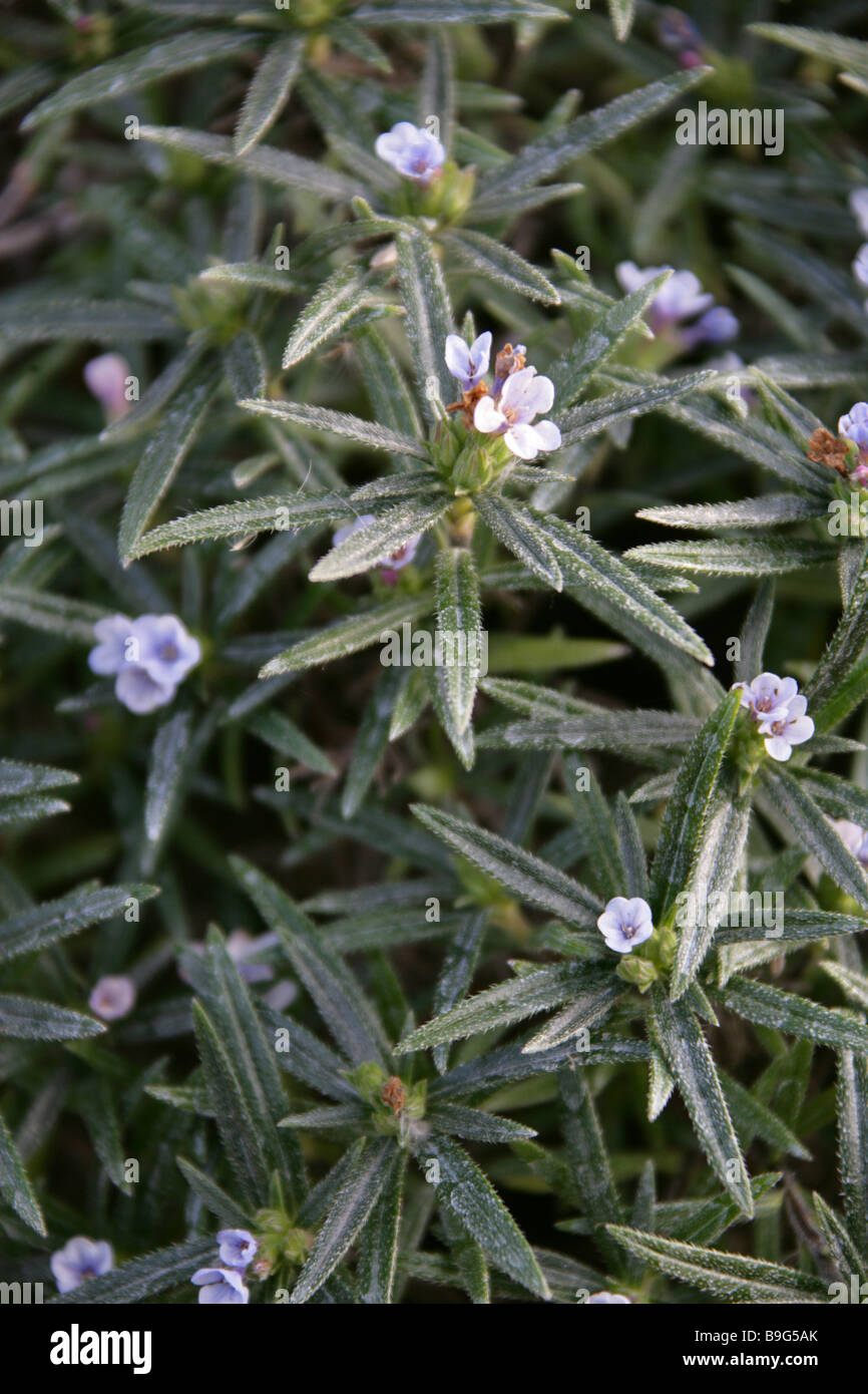 Lithodora Zahnii eine seltene blaue endemische Gromwell aus Griechenland Stockfoto