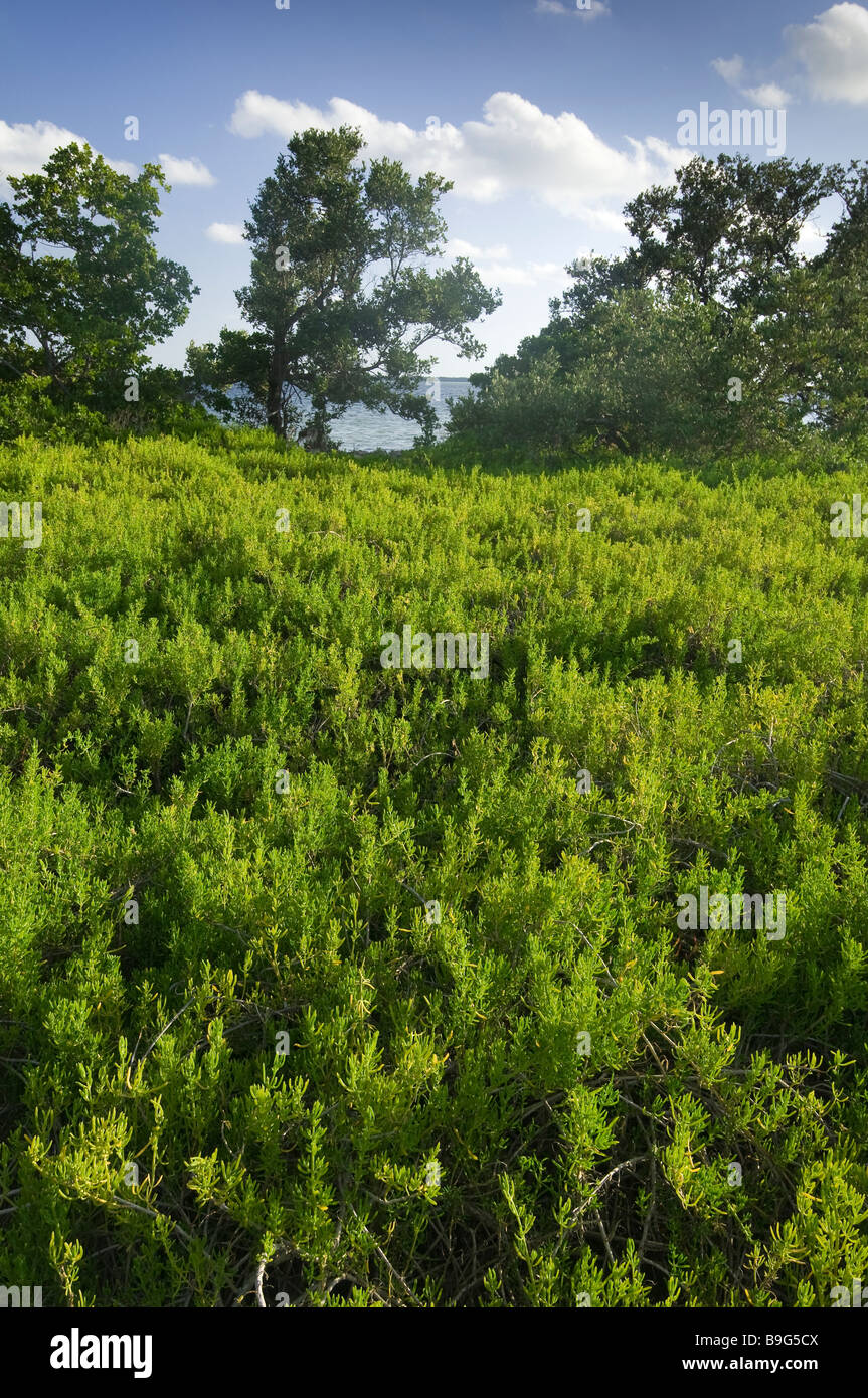 Fleischige rotblättrige Mönchsbart tolerieren salzigen Schlamm erstellt von Hurrikane auf Bradley Key Florida Bay Nationalpark Everglades Florida Stockfoto