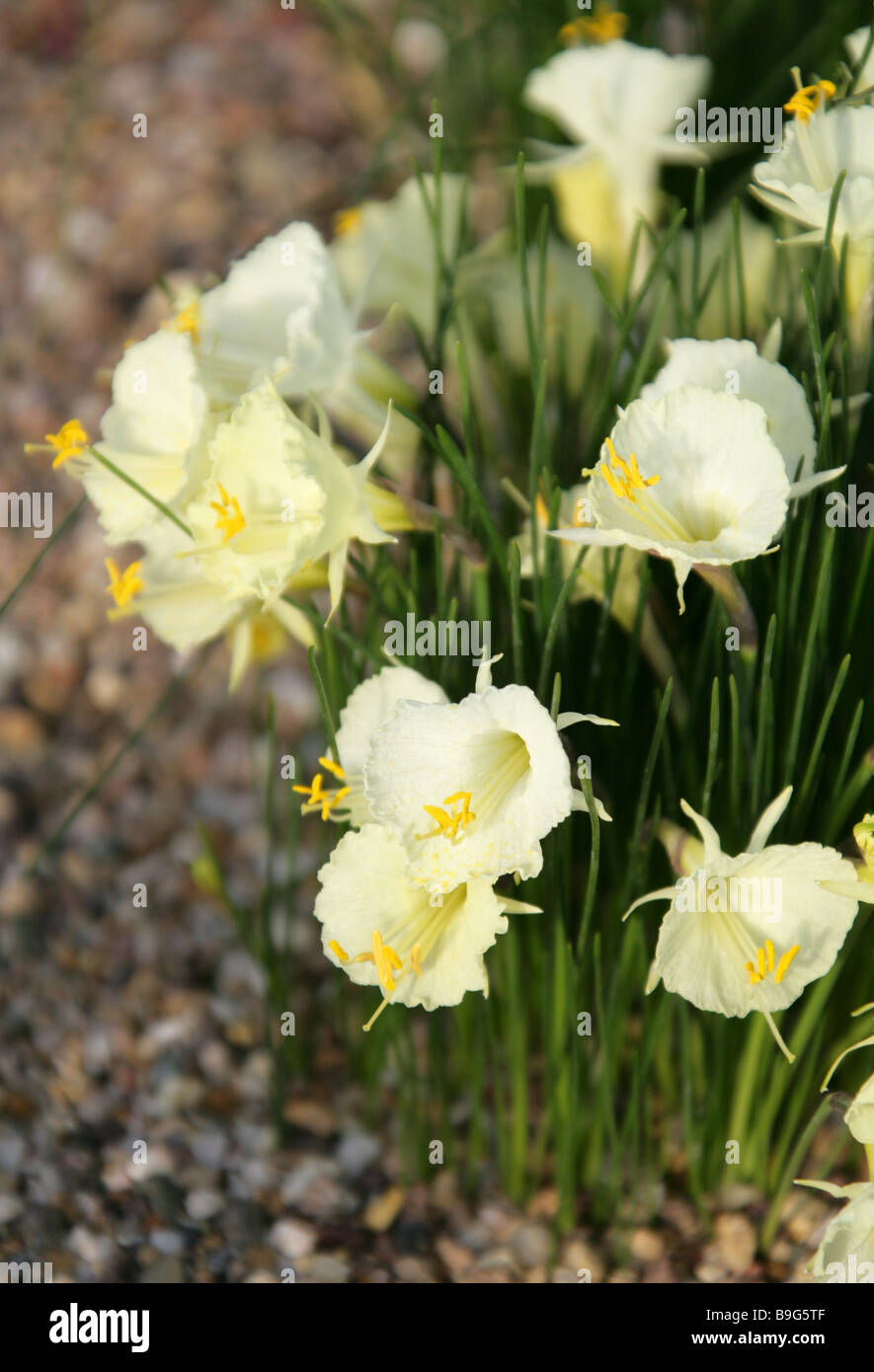 Narcissus Romieuxii SSP. Romeiuxii, Amaryllisgewächse, Marokko, Nordafrika Stockfoto