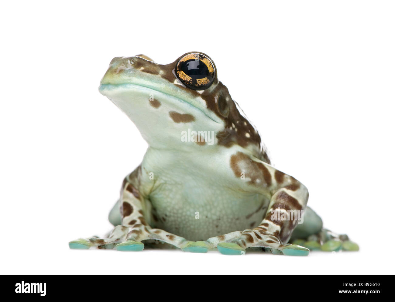 Amazon Milch Frosch Trachycephalus Resinifictrix vor einem weißen Hintergrund Stockfoto