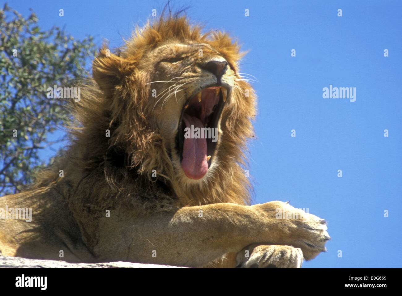 Nahaufnahme von jungen männlichen Löwen mit neu angebauten Mane und rosa Zunge wie er Gähnen soll er ruht sich auf flachen Felsen Moru Lopjes Stockfoto
