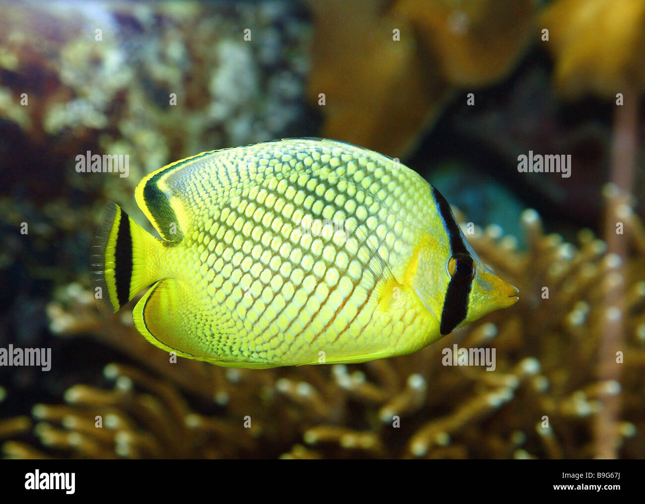 Schuppen-Schmetterling-Großfische Chaetodontidae Rafflesii auf der Seite Tier Fisch Meer-Bull Meeresfisch Ornament-Schmetterling-Fisch Stockfoto