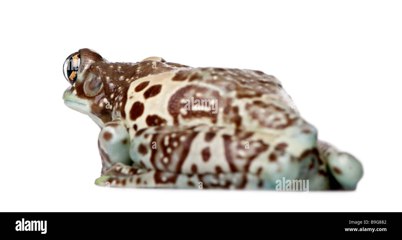 Amazon Milch Frosch Trachycephalus Resinifictrix vor einem weißen Hintergrund Stockfoto