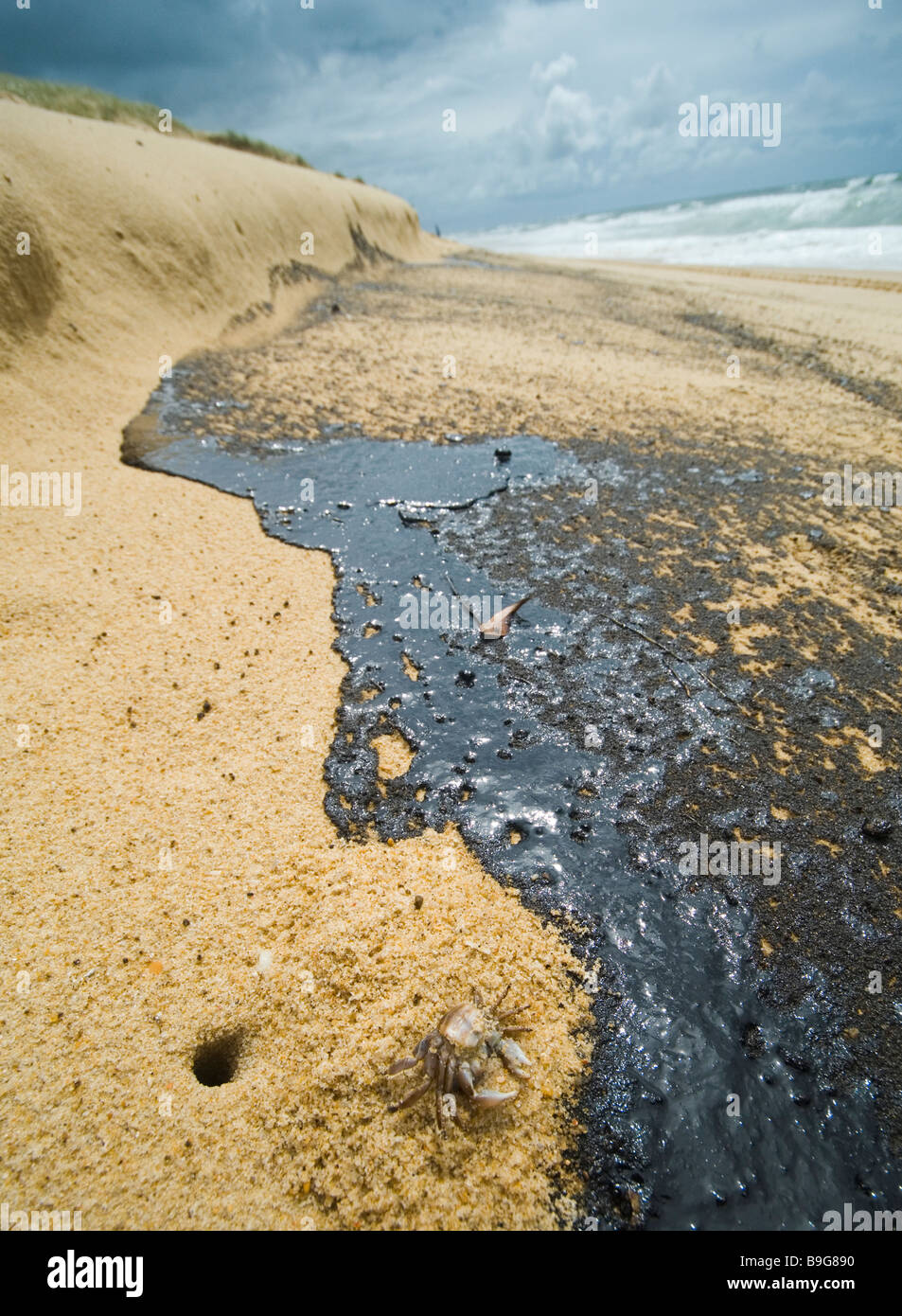 Ölverschmutzung am Strand Ölschlamm tötet Wildtiere. Pacific Adventurer Katastrophe Queensland 2009 Mittwoch, 11 März, 2009 Stockfoto