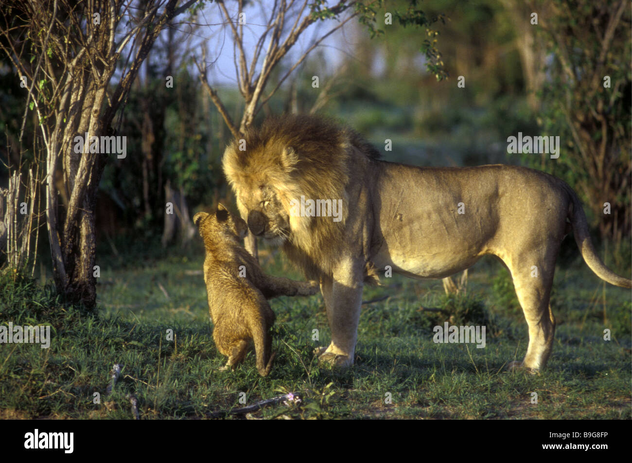Junge Löwenjunges versuchen, spielen mit älteren Reifen männlichen Masai Mara National Reserve Kenia in Ostafrika Stockfoto