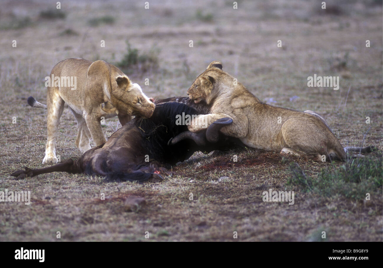 Zwei Löwinnen kurz vor dem start Fütterung auf eine Gnus unmittelbar nach Masai Mara National Reserve Kenia in Ostafrika zu töten Stockfoto
