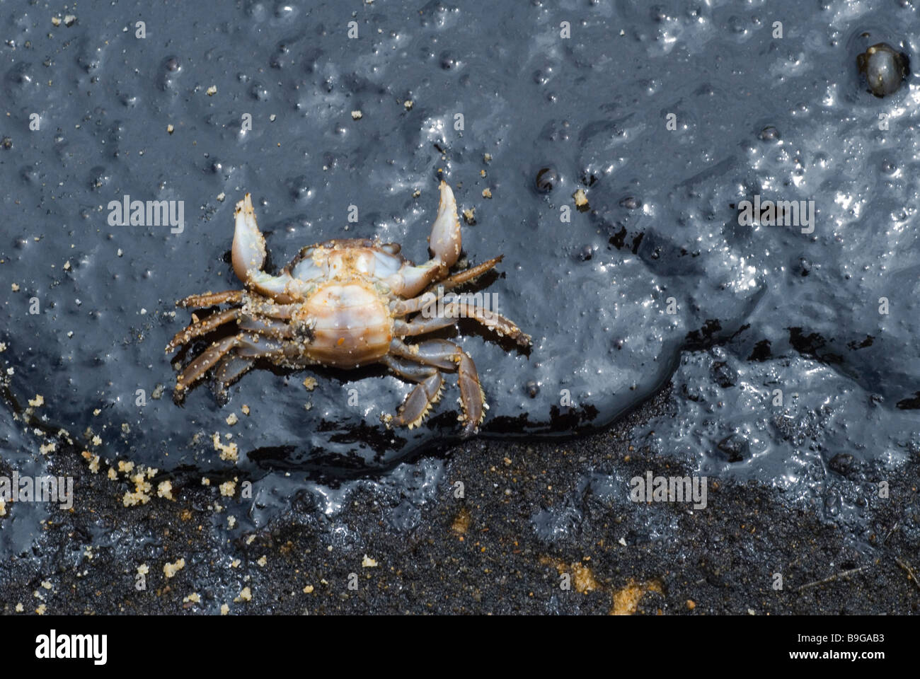 Krabbe getötet durch Ölverschmutzung am Strand Stockfoto