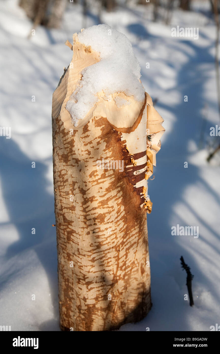Beavers Zahnmarkierungen auf Birke Baumstamm Stockfoto