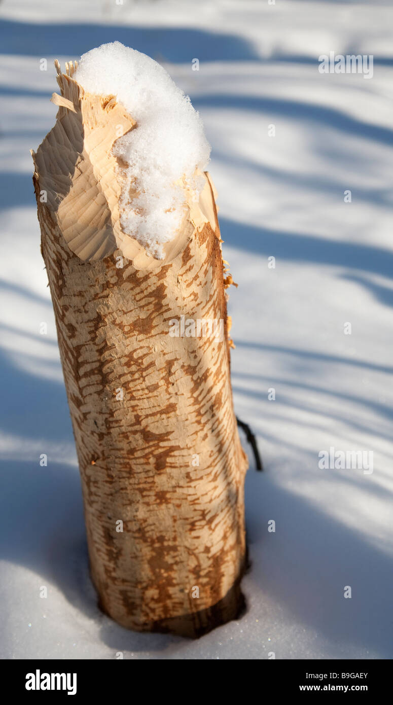 Beavers Zahnmarkierungen auf Birke Baumstamm Stockfoto