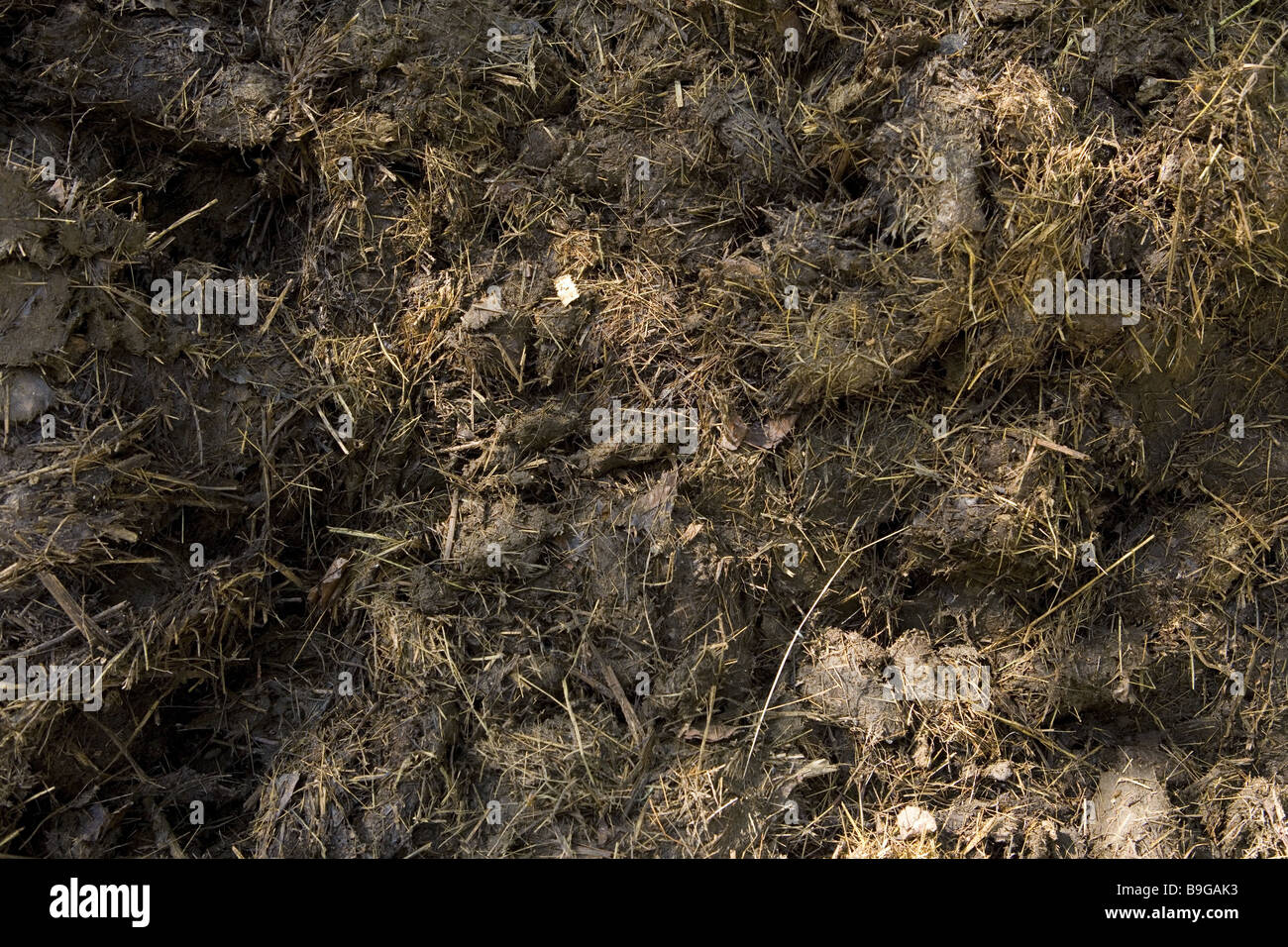 Österreich Vorarlberg Montafon Silber-Tal Kot-Haufen ausgemistet Entfernung Gülle Dünger Exkremente Haufen Kot Ausmisten Stockfoto