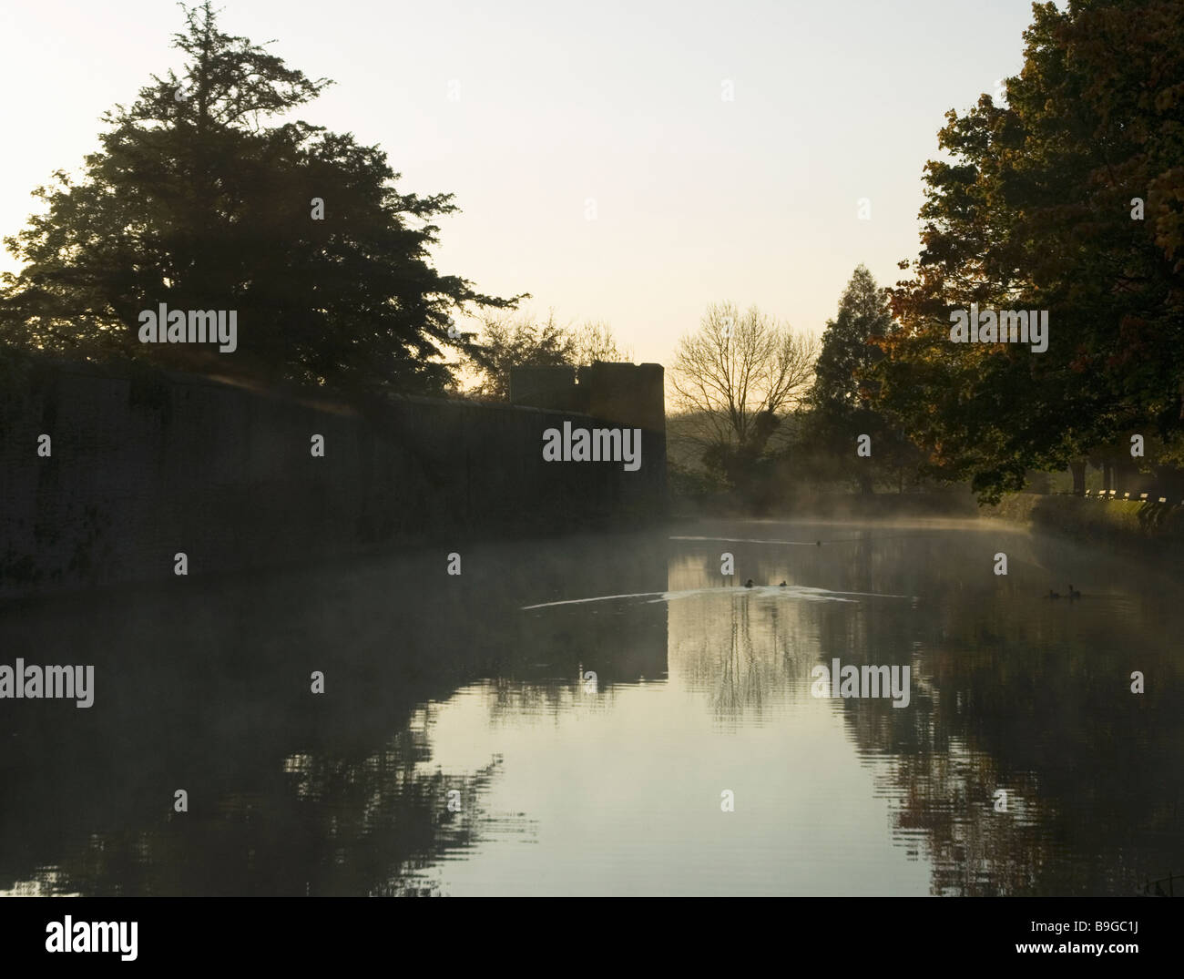 Enten auf des Bischofs Palast Graben im frühen Morgennebel, Wells, Somerset Stockfoto