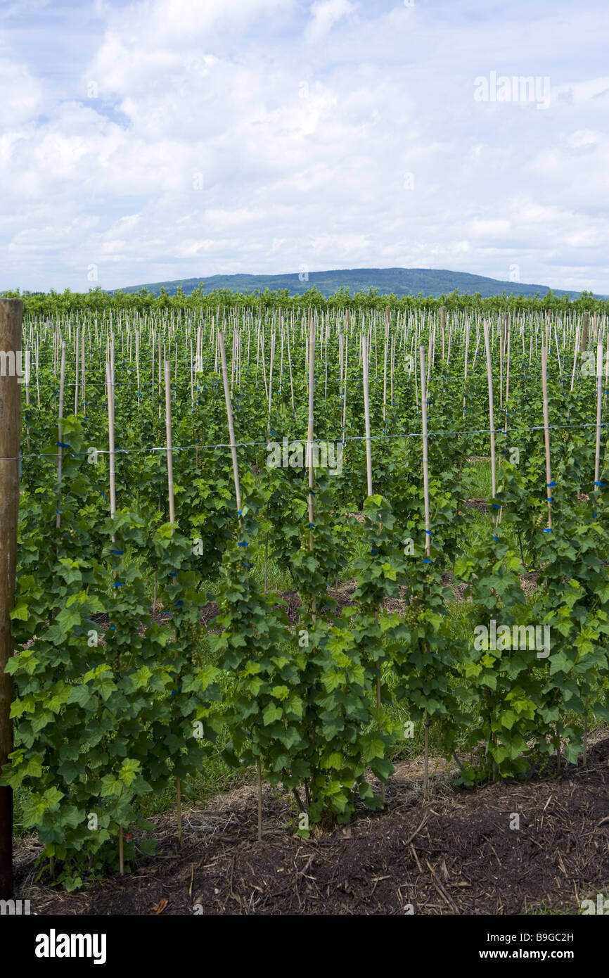 Deutschland-Baden-Württemberg-Bodensee-Stadtteil Ailingen Haldenberg  Johannisbeere-Ailingen Plantagenanbau Baden-Württemberg Stockfotografie -  Alamy