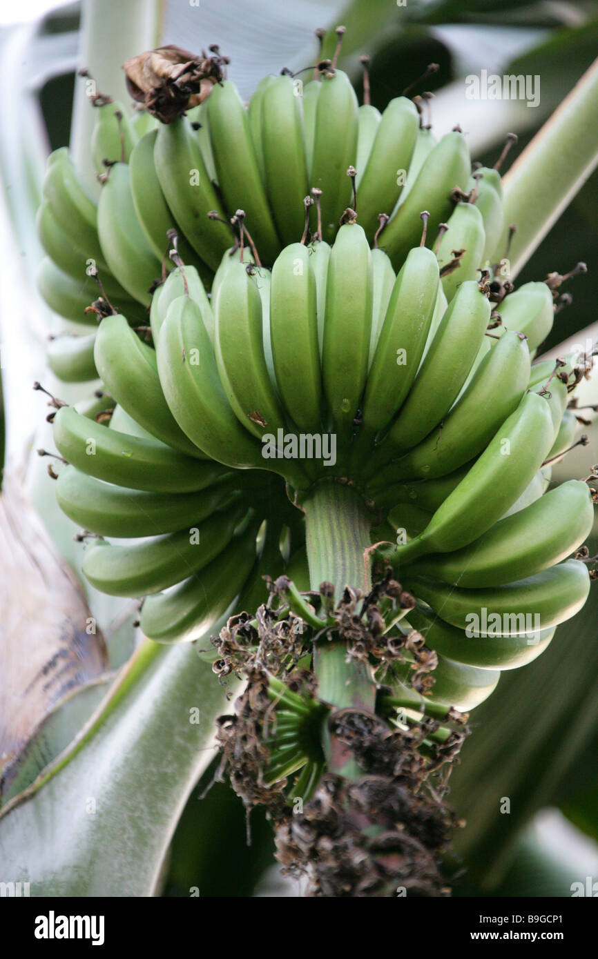 Musa Campestris, Musaceae. Eine Bananenpflanze aus Borneo. Stockfoto