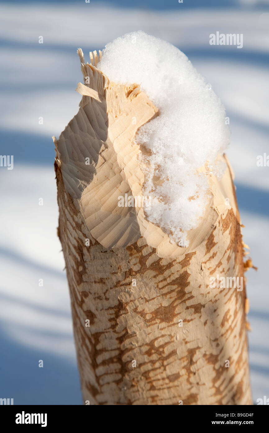 Beavers Zahnmarkierungen auf Birke Baumstamm Stockfoto