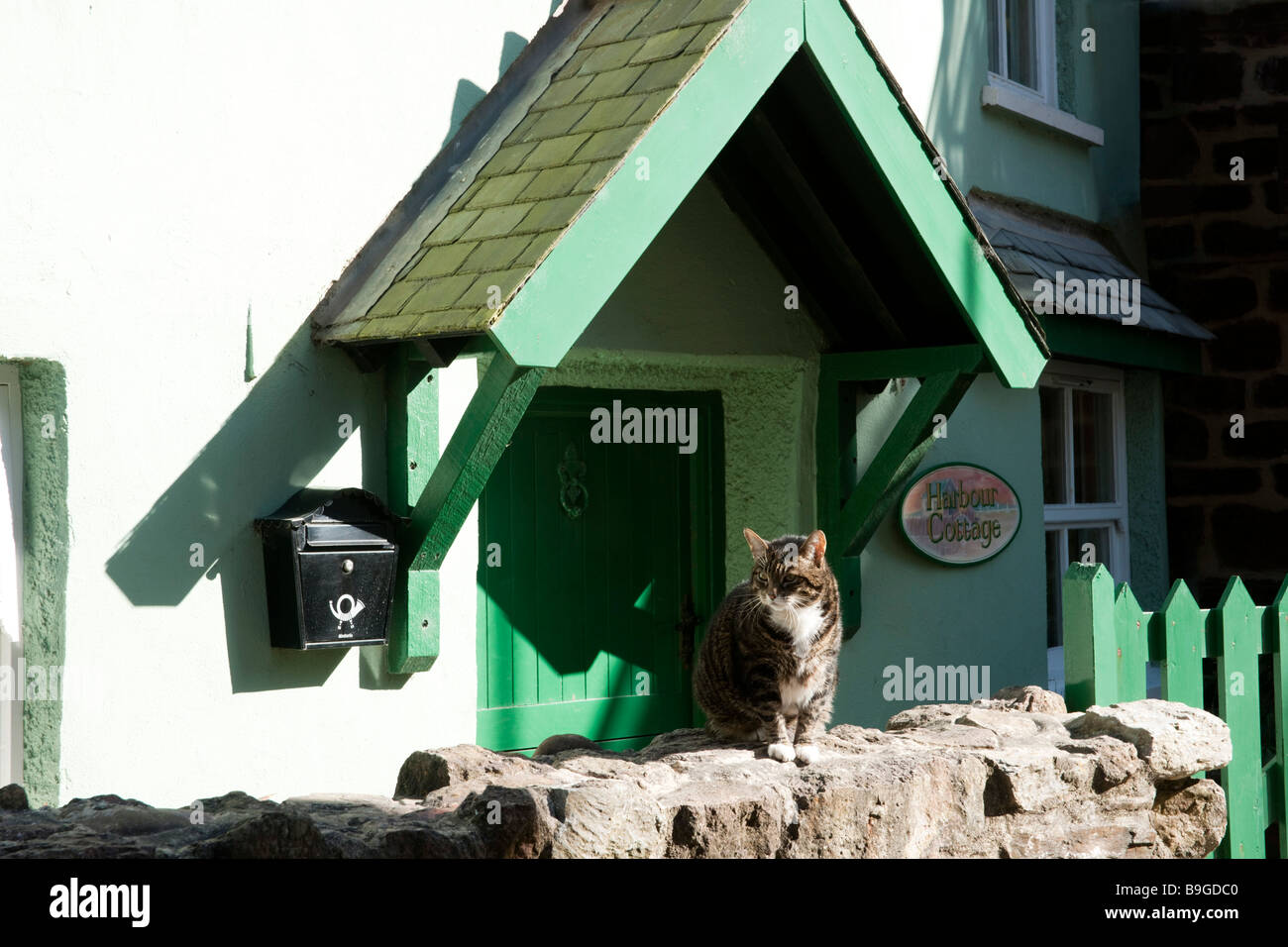 Katze sitzt auf einer Mauer in Kingsand, Cornwall Stockfoto