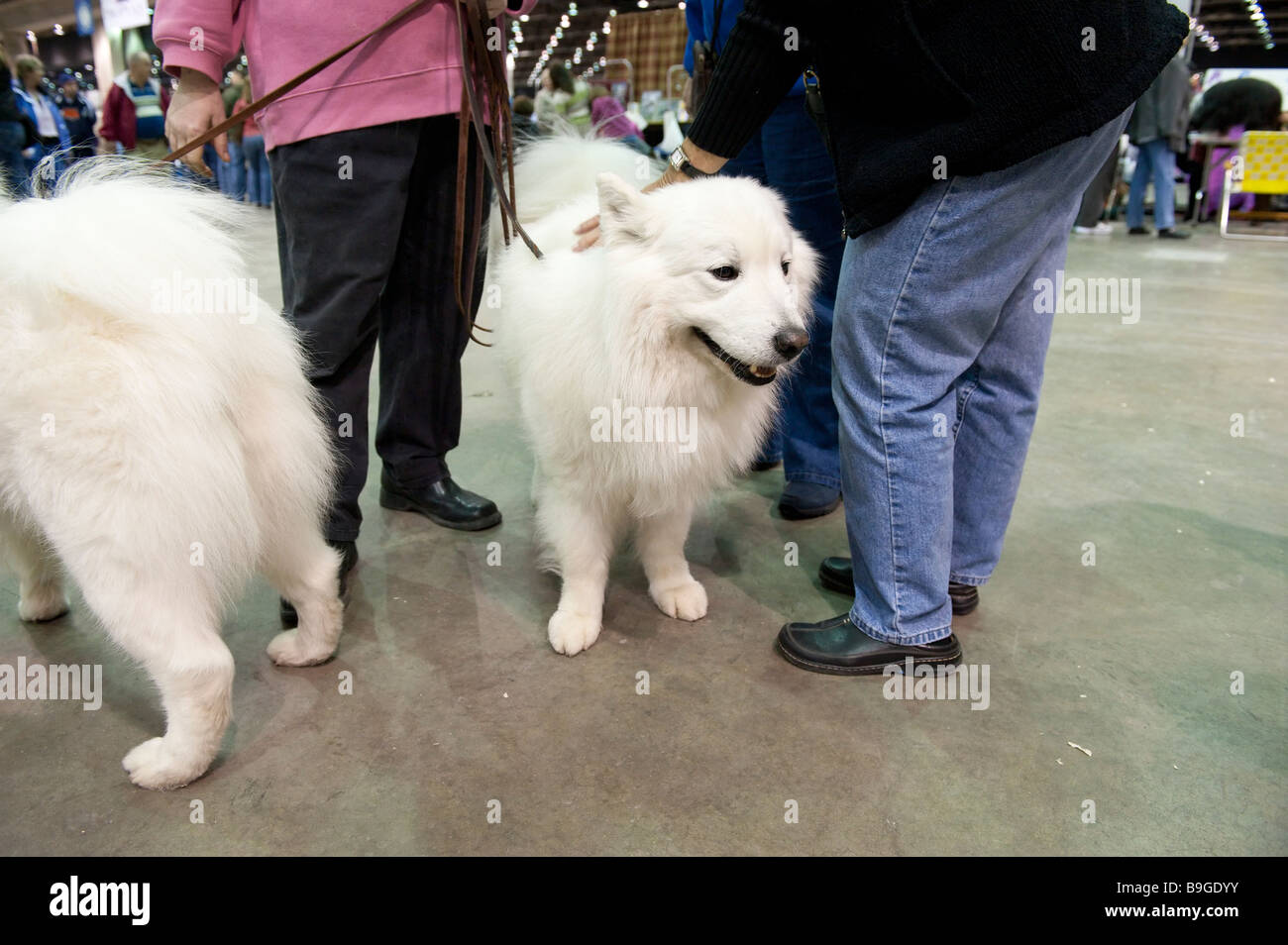 Zwei Samoyed Hunde 2009 Detroit Kennel Club Dog Show Stockfoto