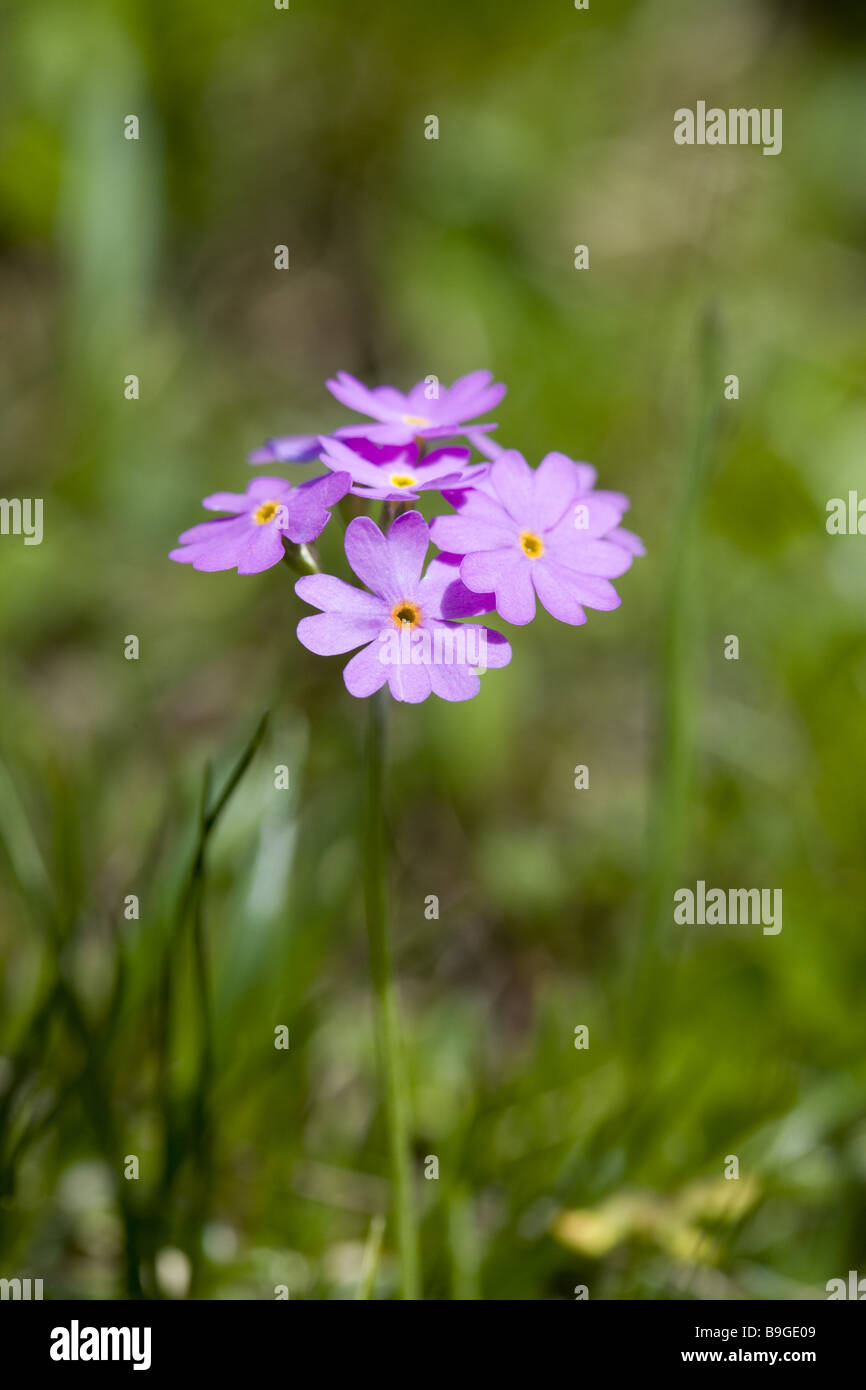 Alpenblumen Mehl-Primel Primula farinosa Stockfoto