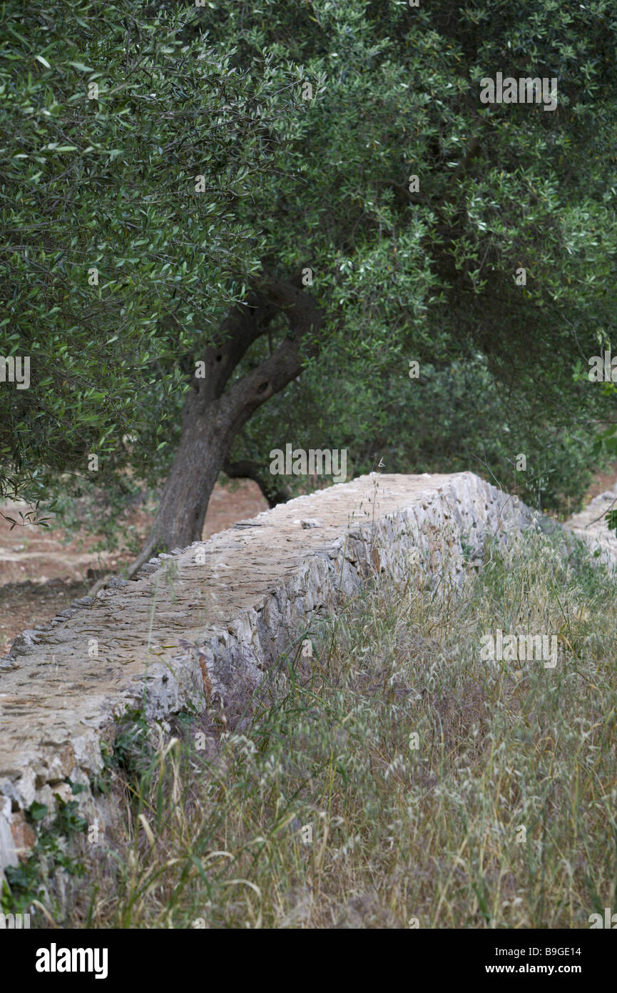 Italien Apulien Cisternino Steinmauer Olivenbaum Detail Südost-Italien Landschaft Natur Pflanzen Vegetation Botanik Baum Rasen Stockfoto