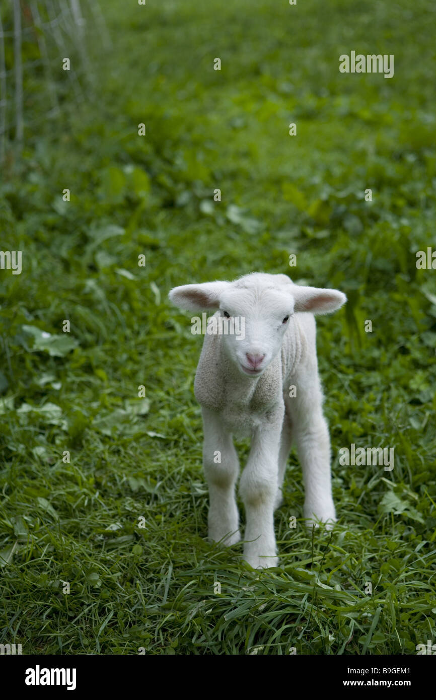 Wiese Lamm allein Arten angeeignet Aufmerksamkeit Bauernhof Blick Neutral-Finale Versuch Symbole Haustier junges kleines Lamm gehen Stockfoto