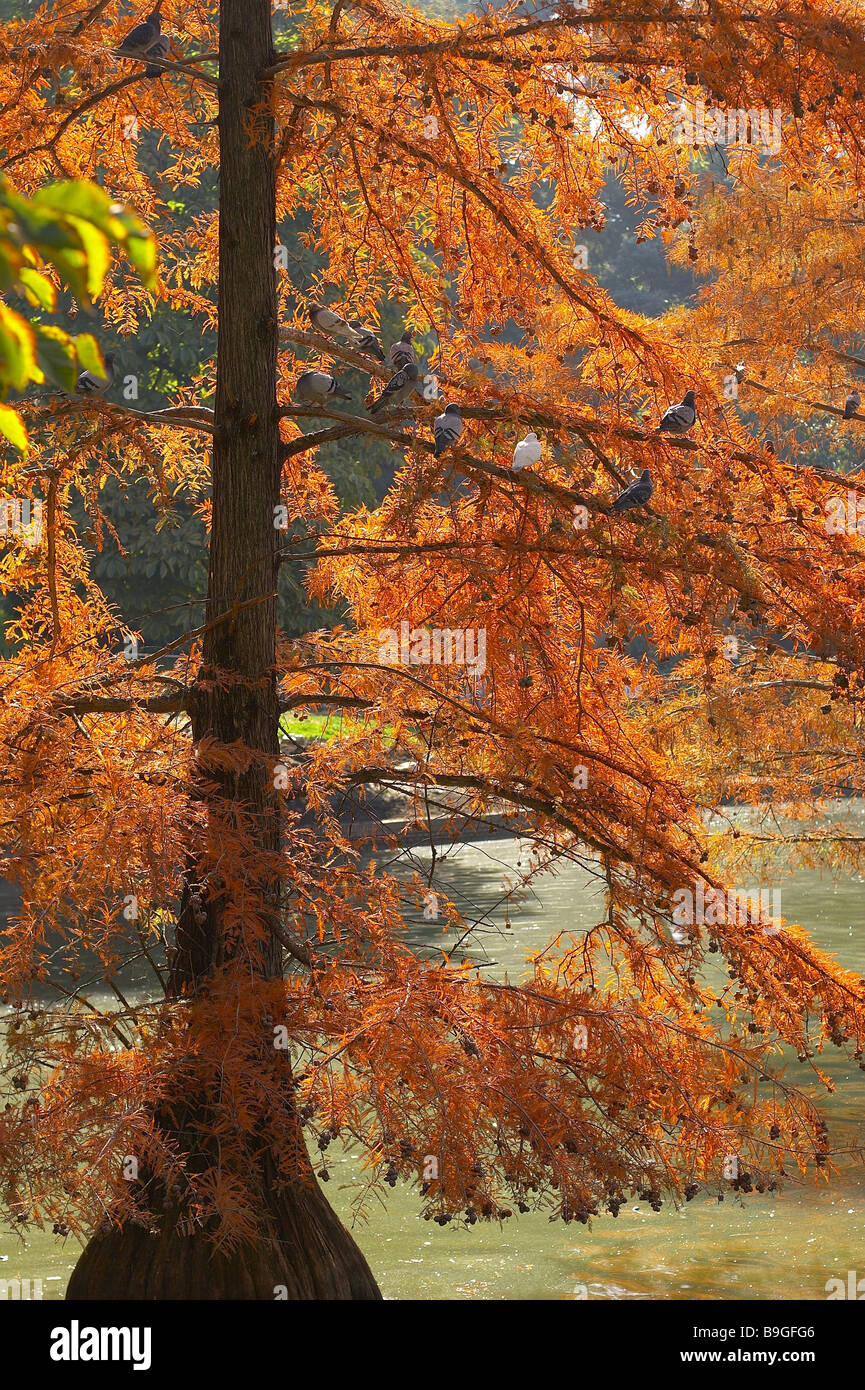 Spanien Madrid Stadt-Park Parque Del Retiro Teich Baum Gehörlosen Herbst Stockfoto