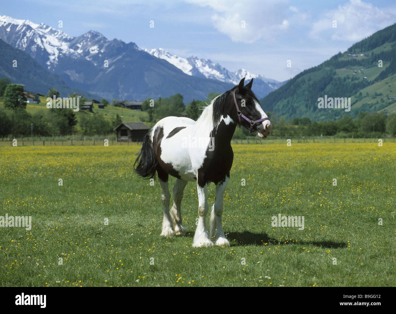 Pferd Pinzgauer Wiese steht Landschaft Tier Säugetier kaltes Blut kaltblütigen Tier Gescheckt Pferderennen Bergrennen Stockfoto