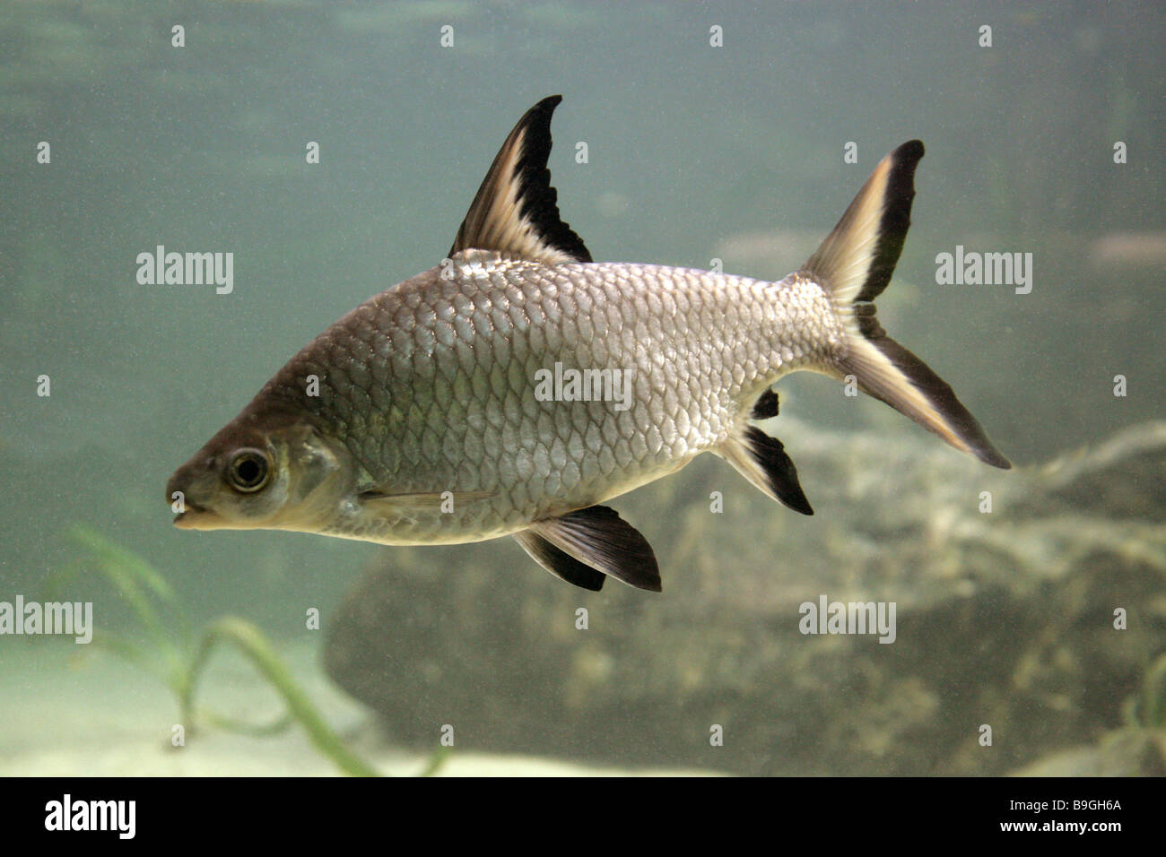 Silber-Hai oder Bala Shark Balantiocheilos Melanopterus Malaysia Stockfoto