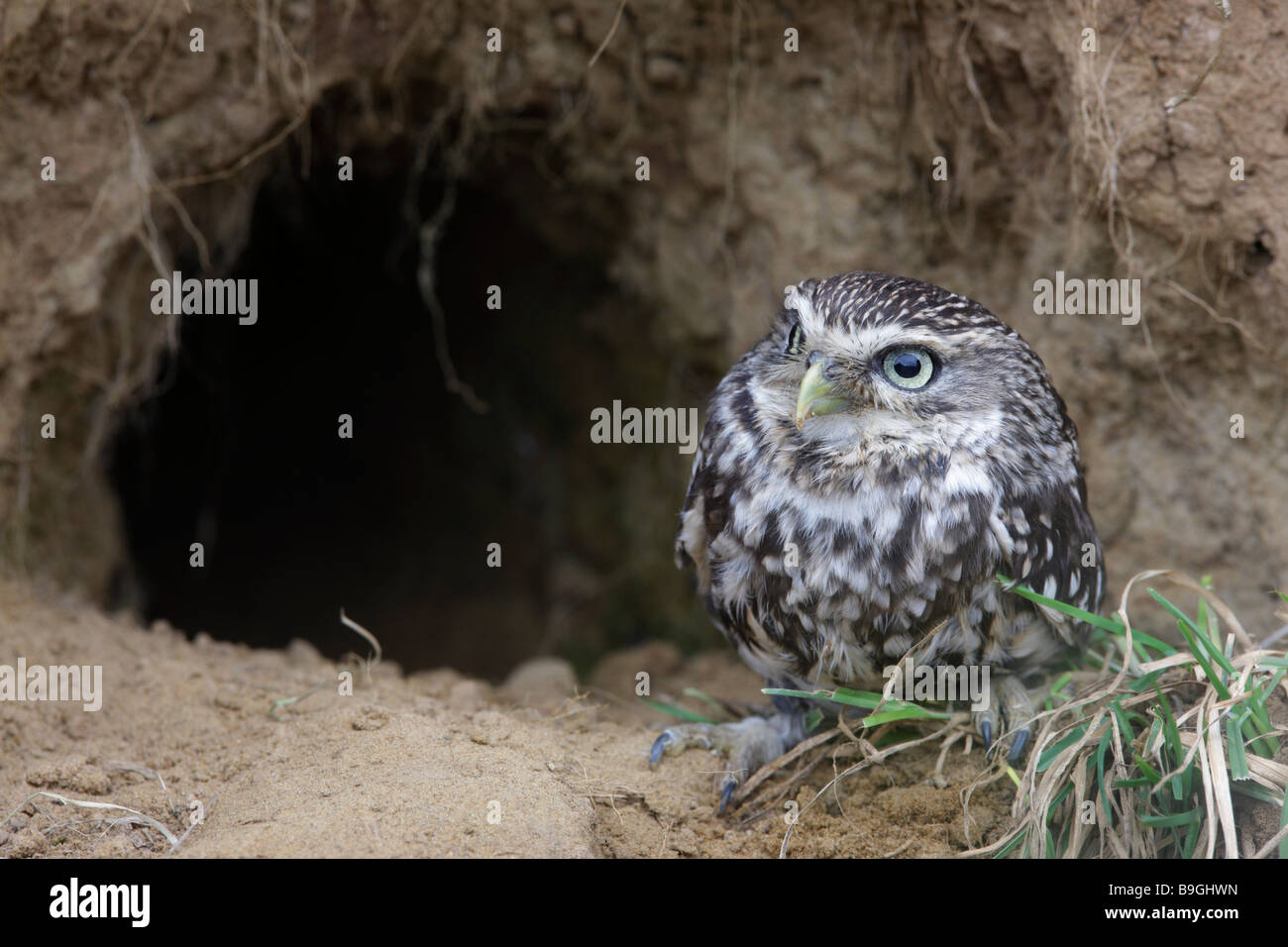 Steinkauz Athene Noctua Nest Fuchsbau Stockfoto