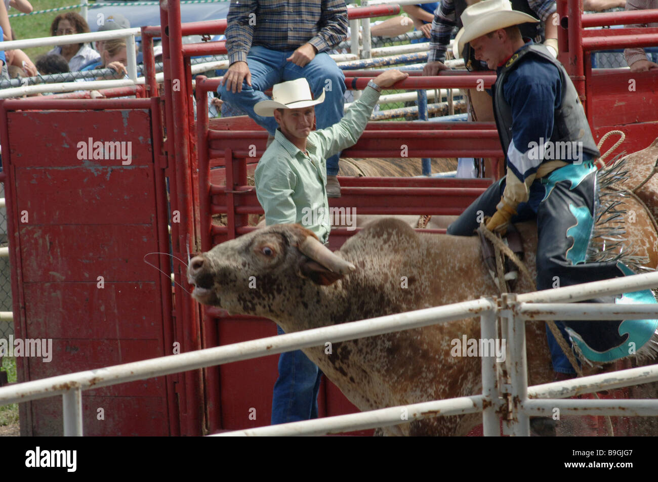 Bull-Fahrer aus der Rutsche im Dutchess County Fair, Rhinebeck, New York Stockfoto