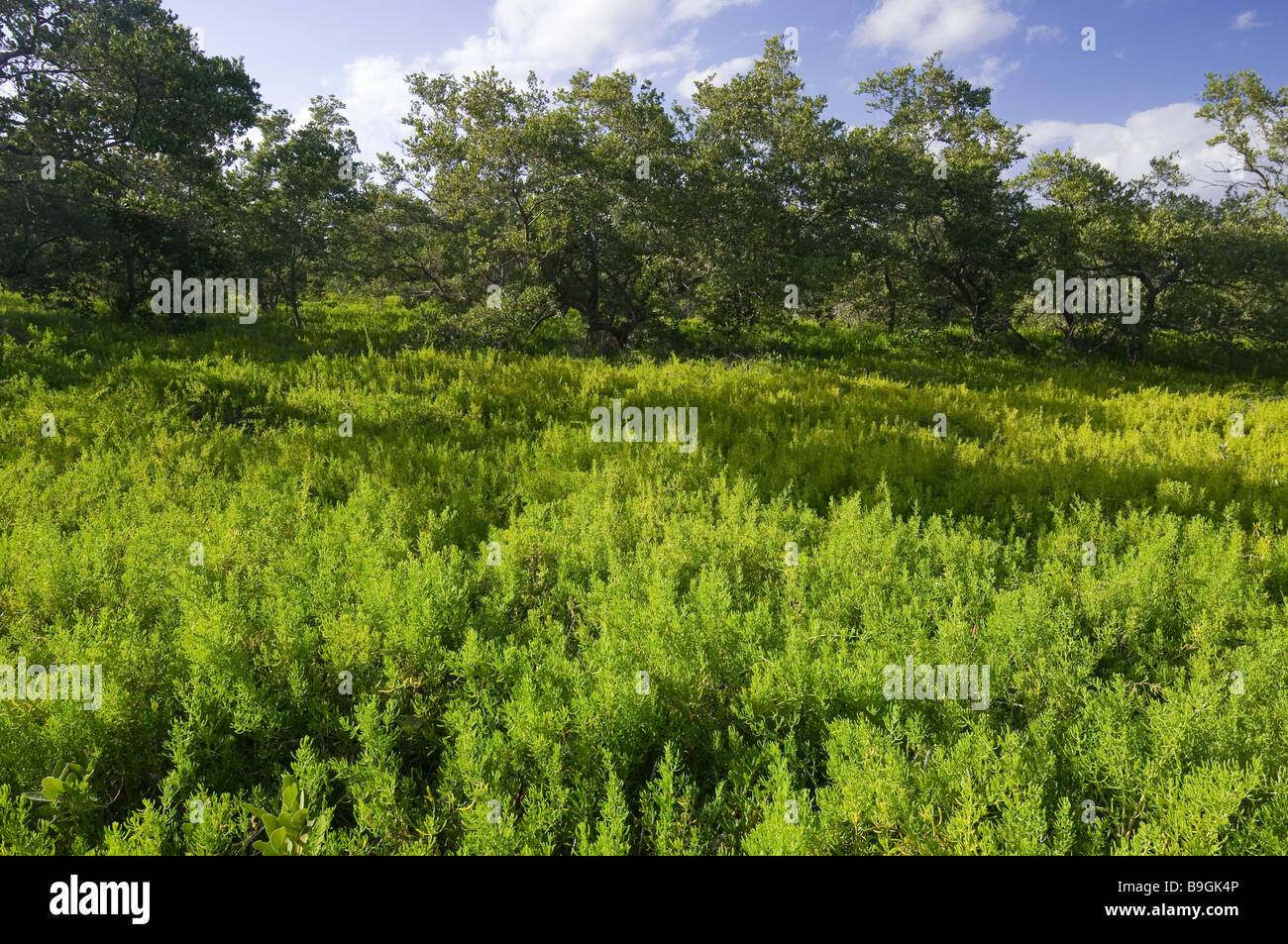 Fleischige rotblättrige Mönchsbart tolerieren salzigen Schlamm erstellt von Hurrikane auf Bradley Key Florida Bay Nationalpark Everglades Florida Stockfoto