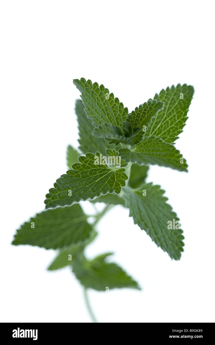 Pfefferminze Mentha Piperita Detail Ausschnitt Stockfoto