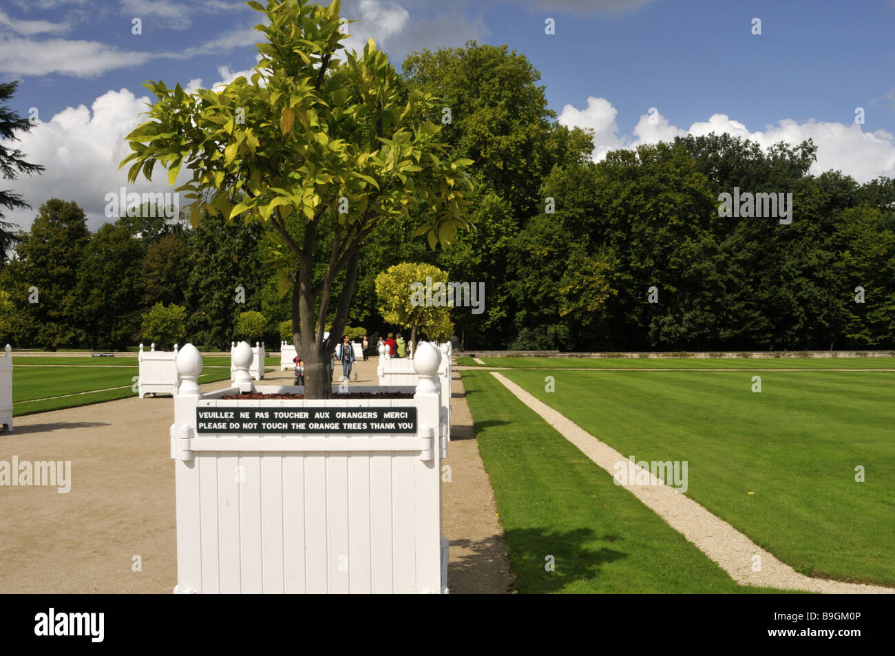Wannen von Orangenbäumen Schloss Chenonceau Loire-Frankreich Stockfoto